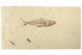Uncommon Cretaceous Fossil Fish (Halec) - Lebanon #200691-2